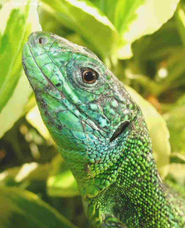 Green Lizard (<i>lacerta viridis bilineata</i>) This is one of my large males. As you can see, he is a little battle scarred!