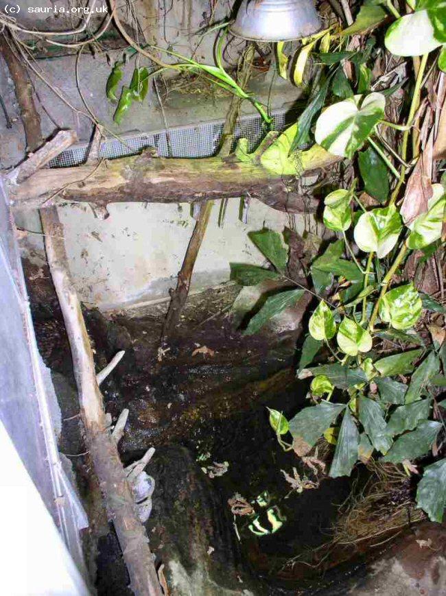 This is my largest jungle vivarium. It is approximately 2m wide and deep and nearly 3m at its highest point. It contains a substantial pond and waterfall and can (and has) contain 1.2 Basilisks, 2.3 Thai Water Dragons and 1.3 Giant Madagascan Day Geckos. 