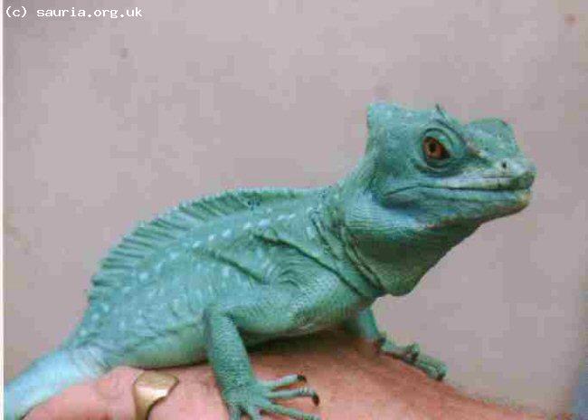 This is a male Plumed Basilisk (<i>Basiliscus plumifrons</i>). These fairly large and spectacular Iguanids can actually grow quite tame.