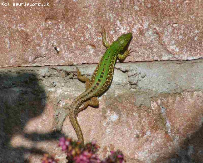 Italian Wall Lizard (<i>Podarcis sicula campestris</i>). Although the males are rather splendid I find the more subdued markings of the females such as this more beautiful.